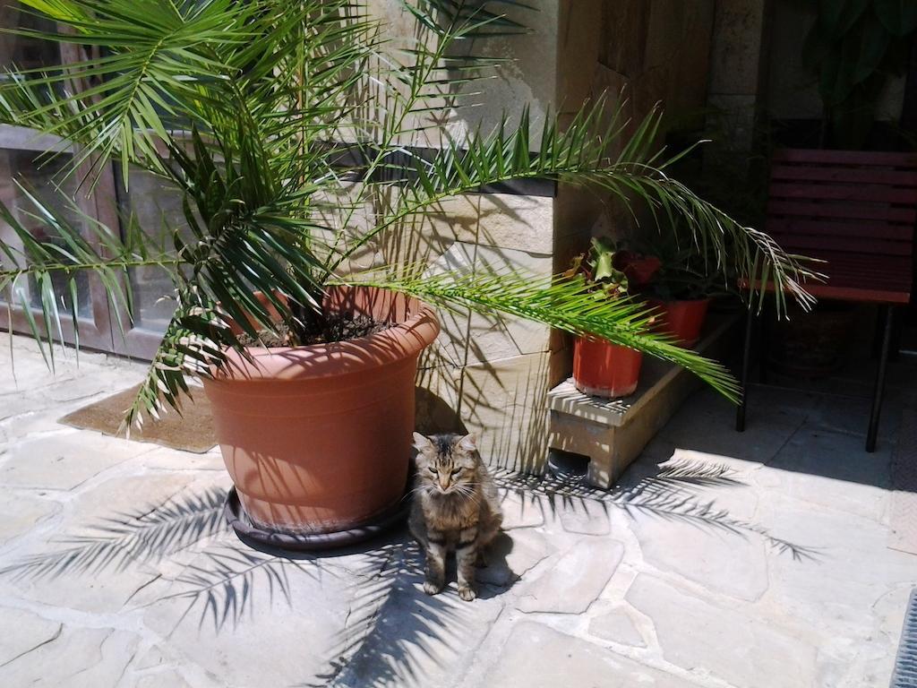 Guest House Yanina Varna Dış mekan fotoğraf